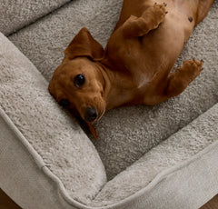 Piped Edge Pet Bed - Bone