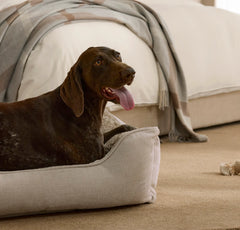 Piped Edge Pet Bed - Biscuit